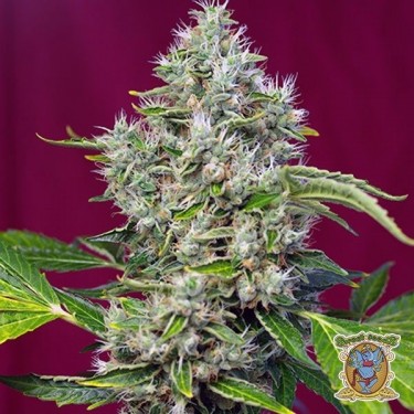 View San Fernando Lemon Kush