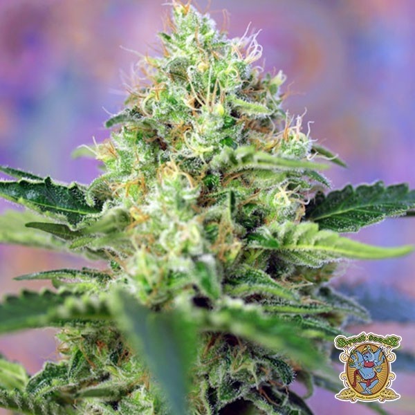 View Planta de marihuana