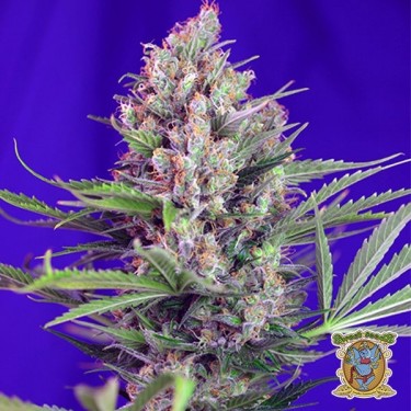 View Planta de marihuana