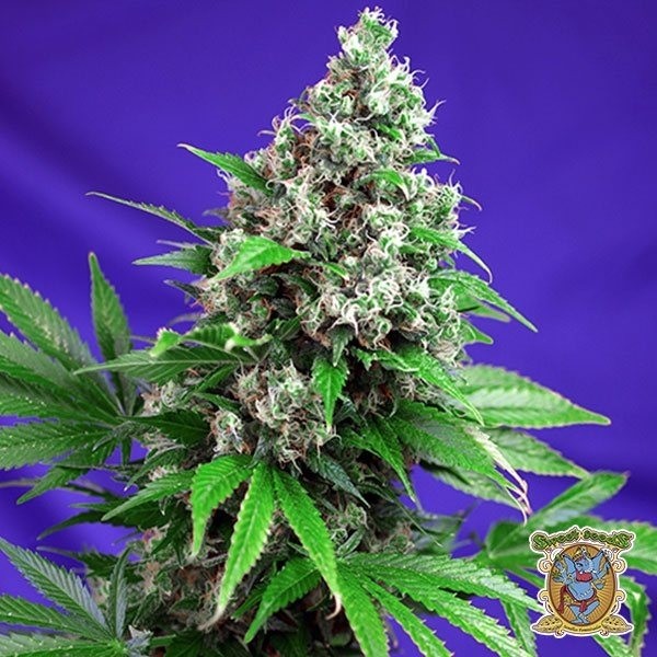 View Killer Kush F1 Fast Version®
