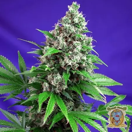Killer Kush F1 Fast Version®