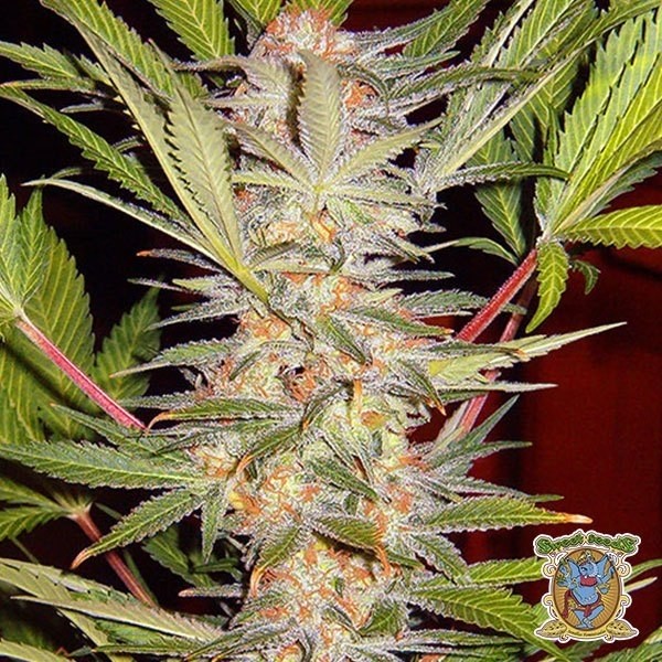 View Planta de marihuana
