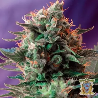 Jack 47 F1 Fast Version®