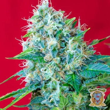 Green Poison von Sweet Seeds