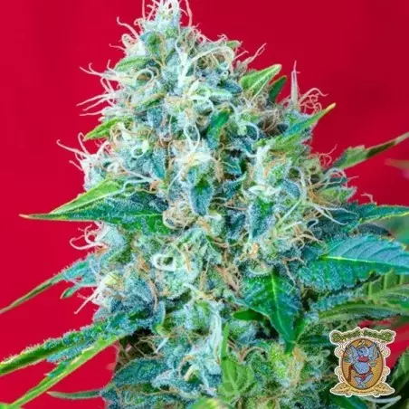 Planta de marihuana