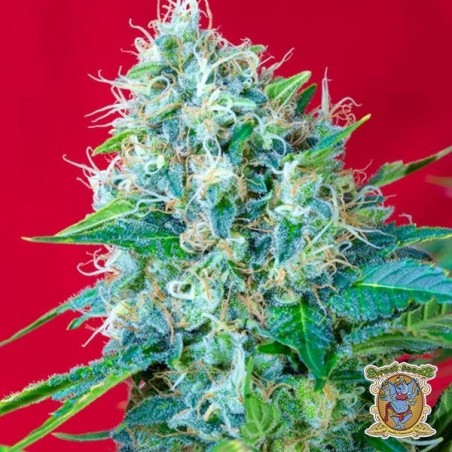 Green Poison von Sweet Seeds