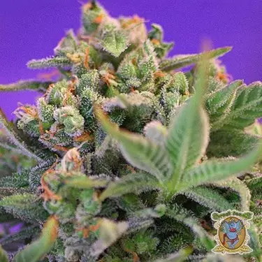 Sweet Cheese F1 Fast Version von Sweet Seeds - GB The Green Brand