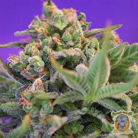 Sweet Cheese F1 Fast Version von Sweet Seeds - GB The Green Brand