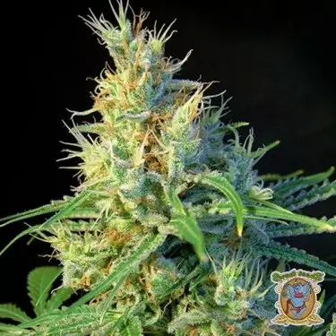Planta de marihuana