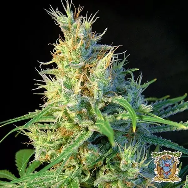 Sicht Planta de marihuana