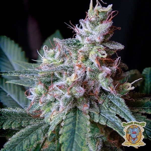 View Cream Caramel planta de marihuana