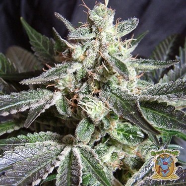 View Black Jack planta de marihuana