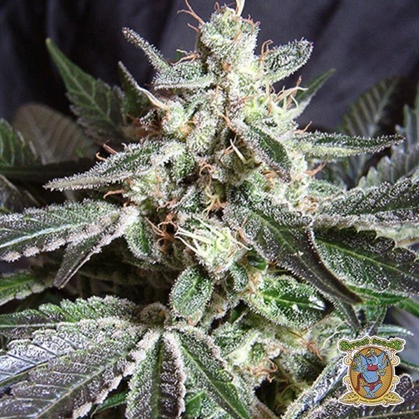View Black Jack planta de marihuana