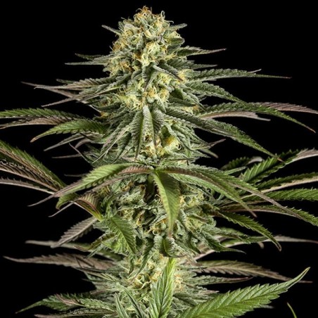 Kush-N-Cheese