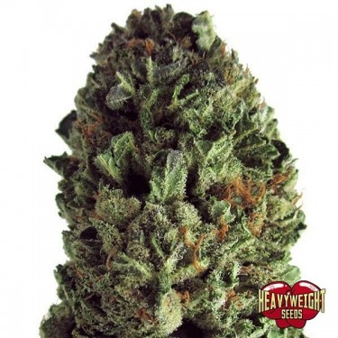 View Planta de marihuana