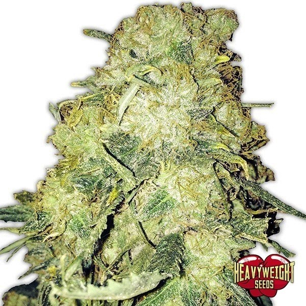 View Planta de marijuana Goldmine