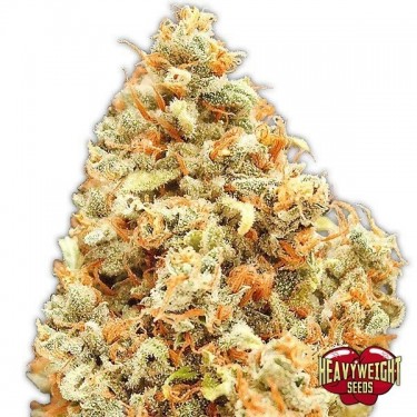 View Planta de marihuana