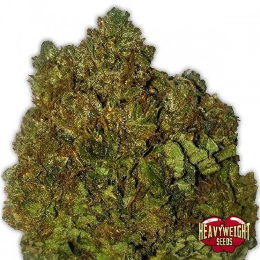 View Planta de marihuana