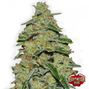 View Planta de marihuana
