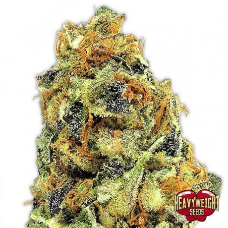 KO Kush