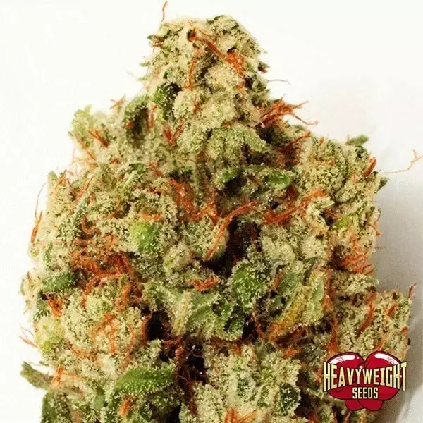 Sicht Planta de marihuana