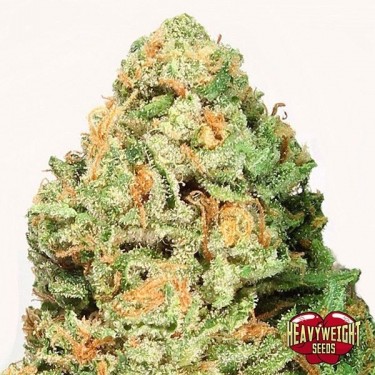 View Planta de marihuana