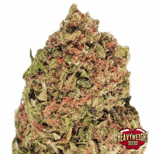 View Planta de marihuana