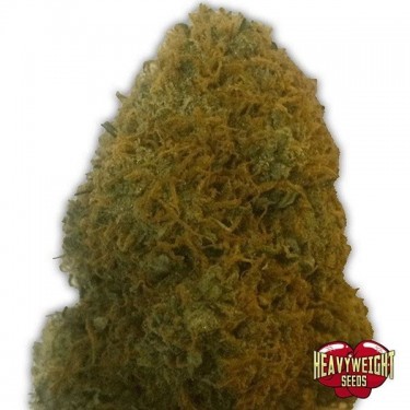 View Planta de marihuana