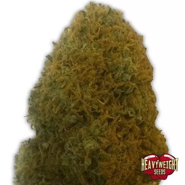 Sicht Planta de marihuana