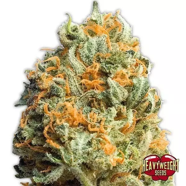 Sicht Planta de marihuana