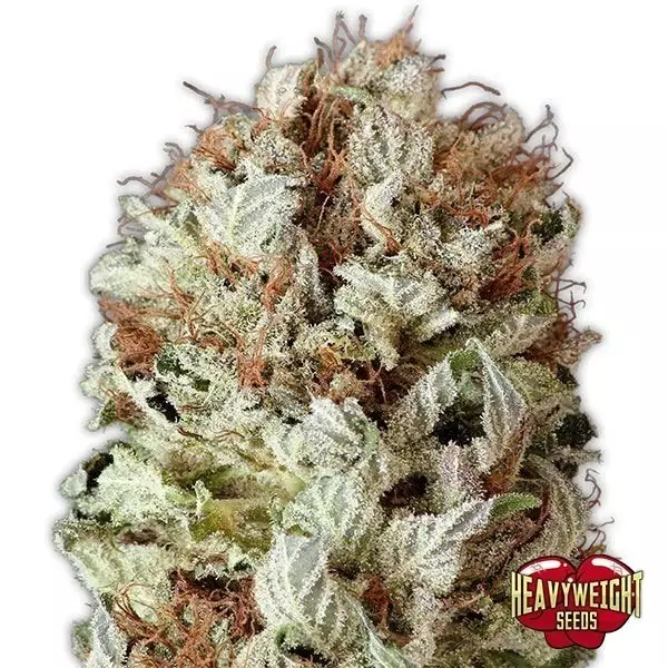 Sicht Planta de marihuana