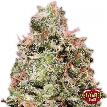 View Planta de marihuana