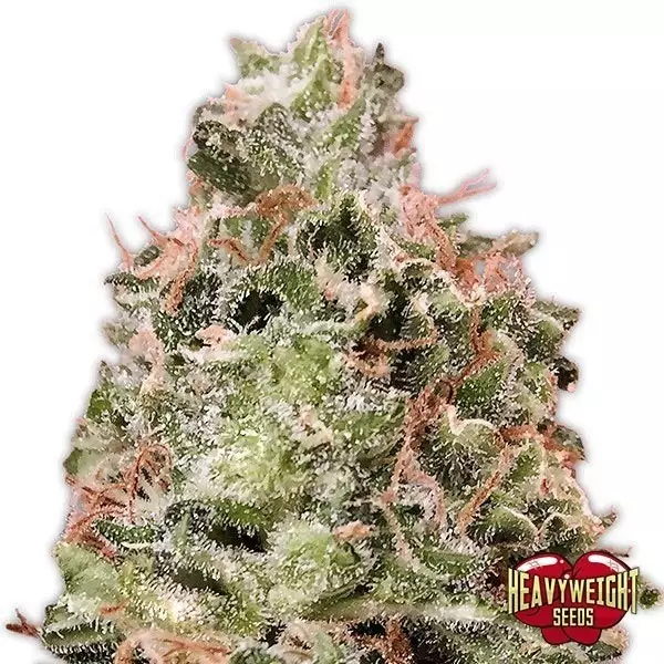 Sicht Planta de marihuana