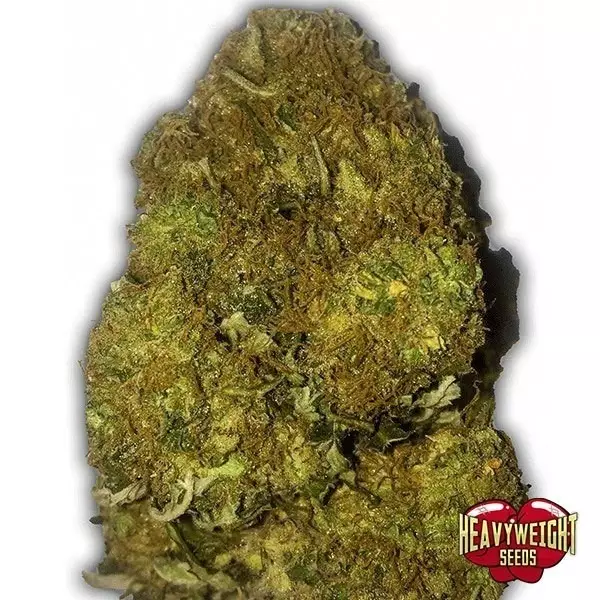 Sicht Planta de marihuana