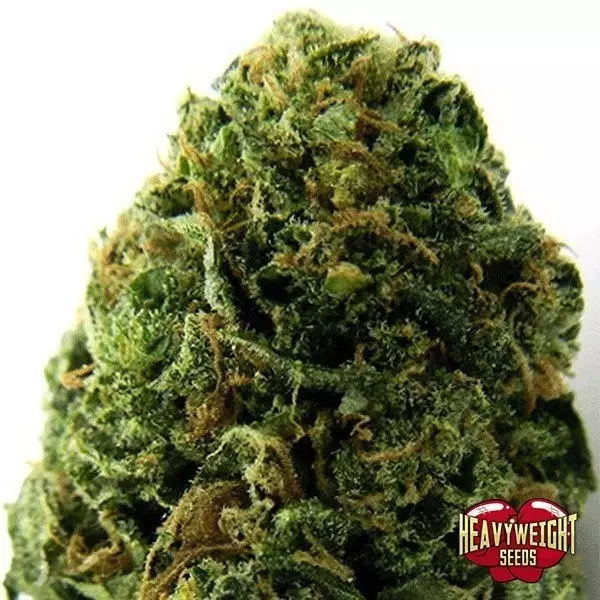 Sicht Planta de marihuana