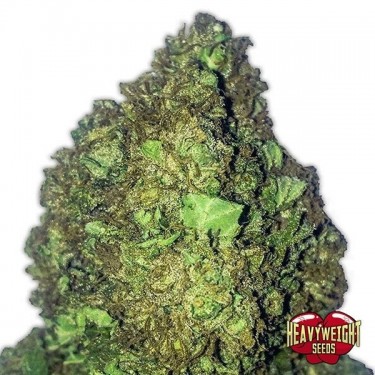 View Planta de marihuana