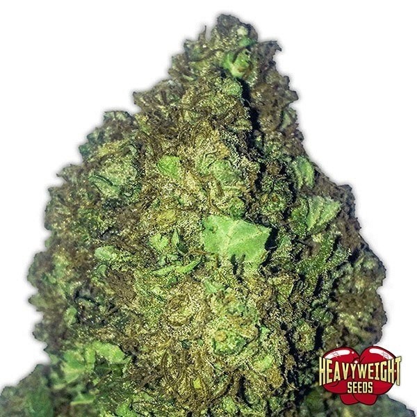 View Planta de marihuana