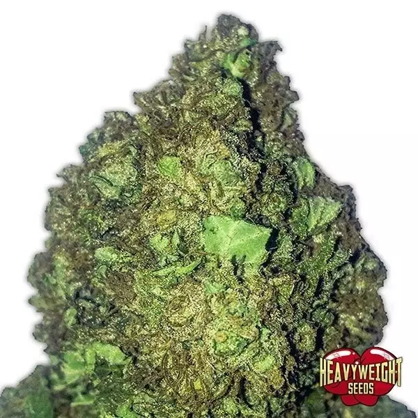 Sicht Planta de marihuana