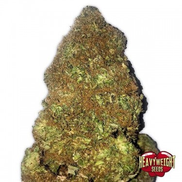 View Planta de marihuana