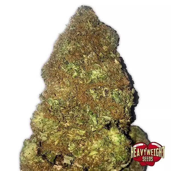 Sicht Planta de marihuana