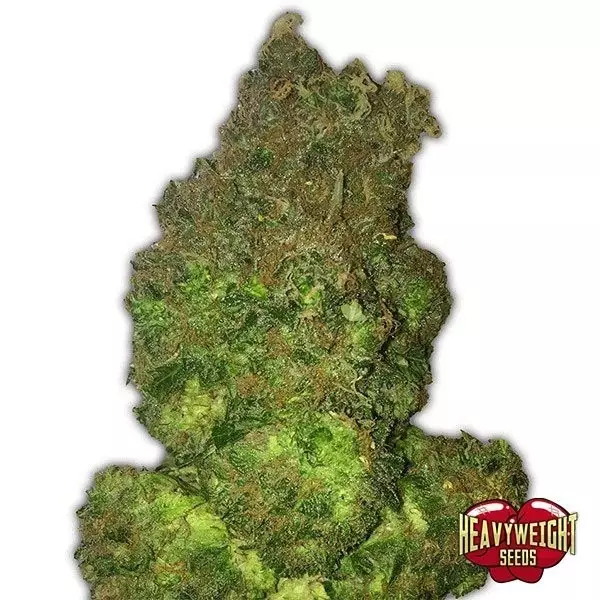 Sicht Planta de marihuana