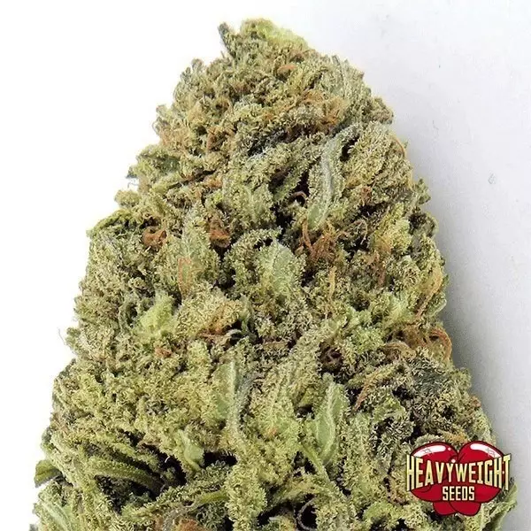 Sicht Planta de marihuana