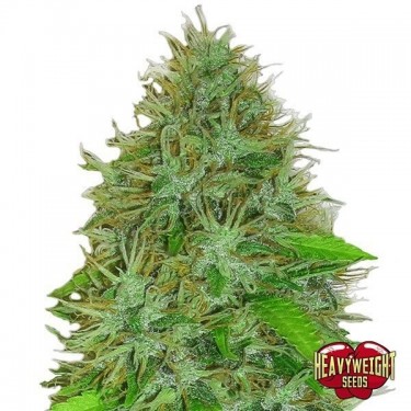 Planta de marihuana