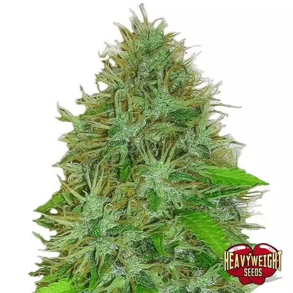 Sicht Planta de marihuana