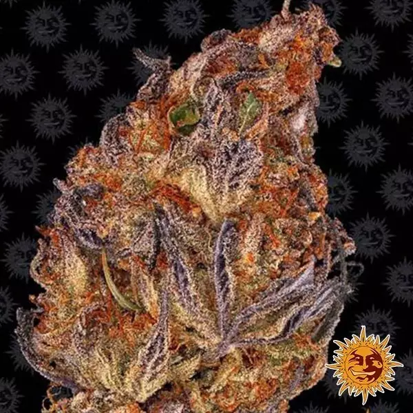 Sicht Runtz Auto Samen von Barney s Farm - Günstig anbauen