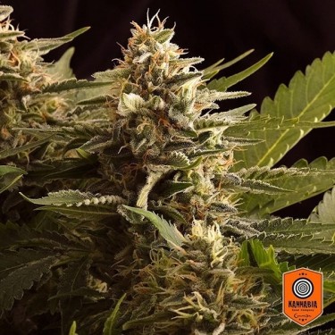 View Colombian Jack planta de marihuana