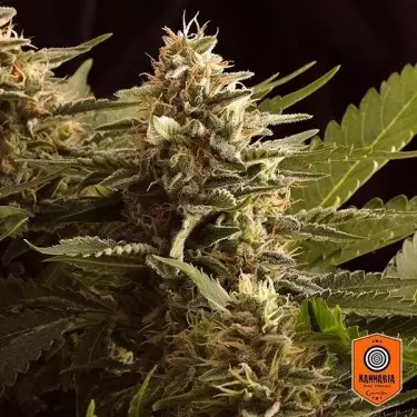 Colombian Jack planta de marihuana