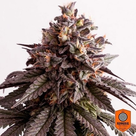 Gelato-K Marihuana-Pflanze