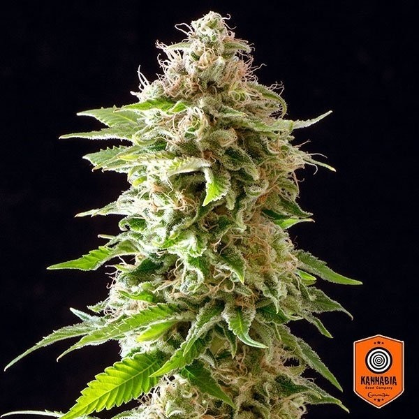 View Cookies Haze planta de marihuana