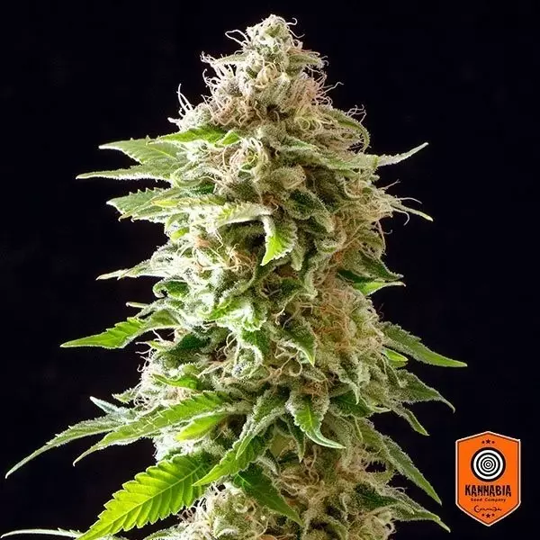 Cookies Haze planta de marihuana